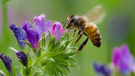 Bee Feed