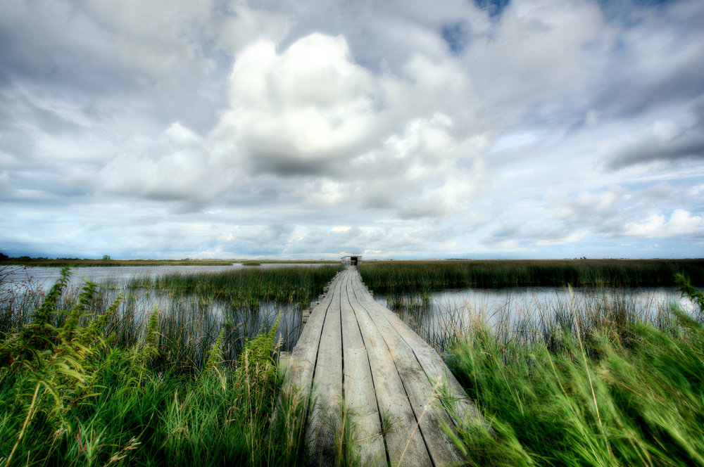 Sunmark Seeds Native Seed Mixes